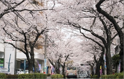 ～桜の開花予想～